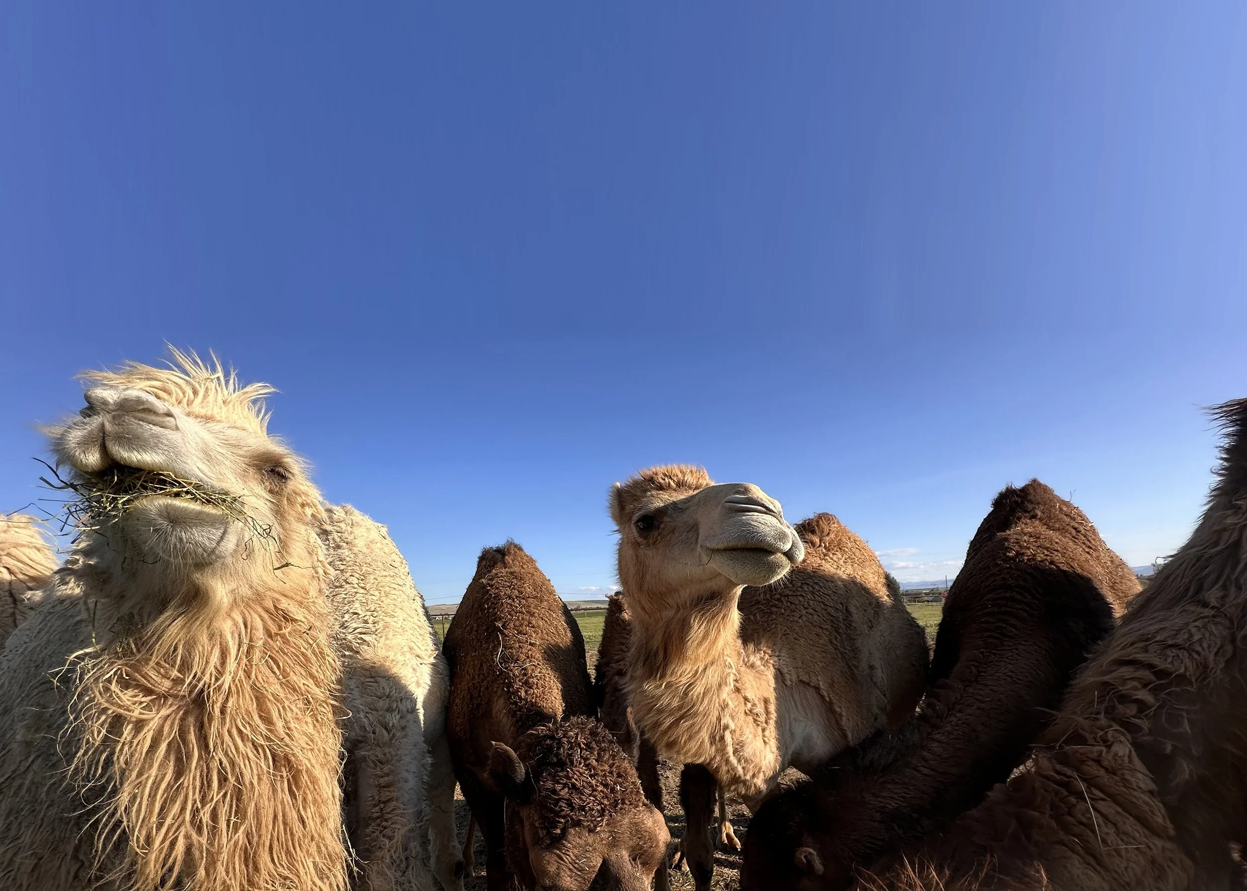 HELLO CAMELS | Discover Camel Adventures – Book Now — Thunderstorm